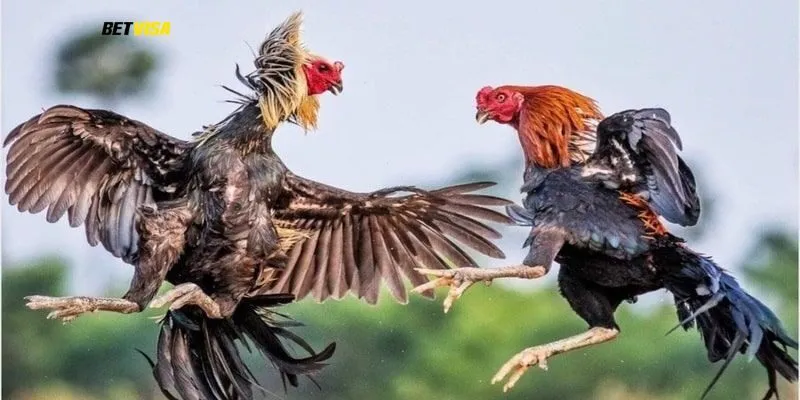 Giải đấu đá gà đến từ thánh địa Thomo