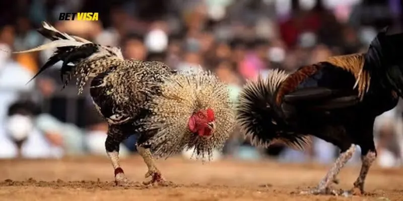 Kèo Wala khó thắng được ít người chơi lựa chọn